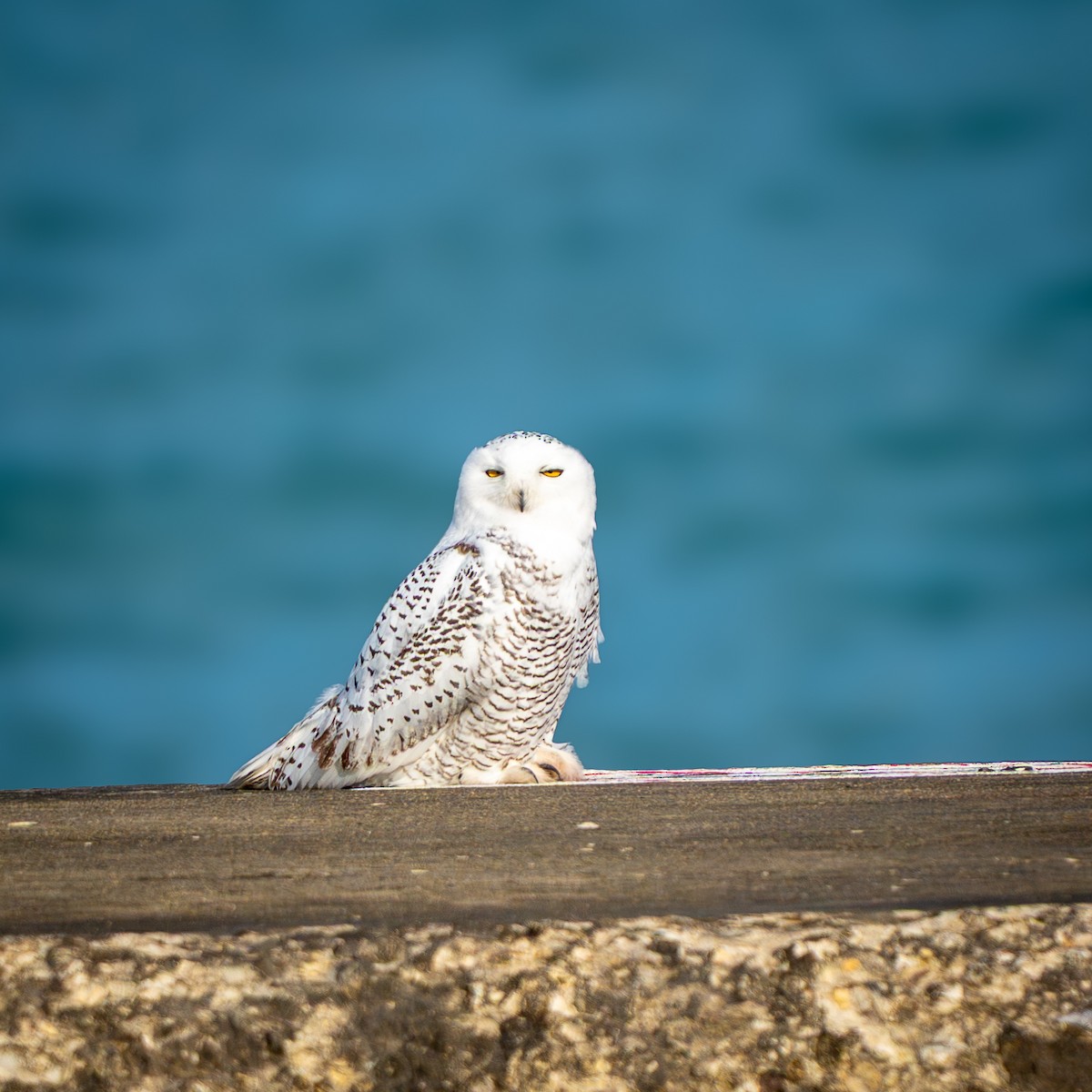 Harfang des neiges - ML645661374