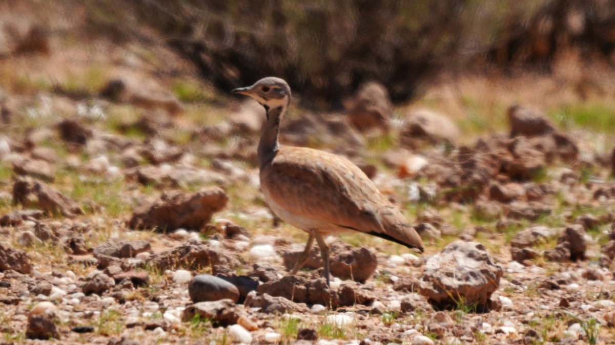 Rüppell's Bustard - ML645661375