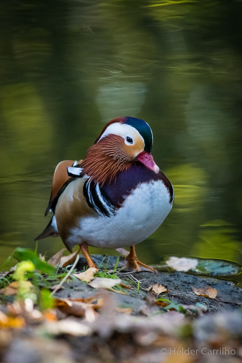 Мандаринка - ML645661376