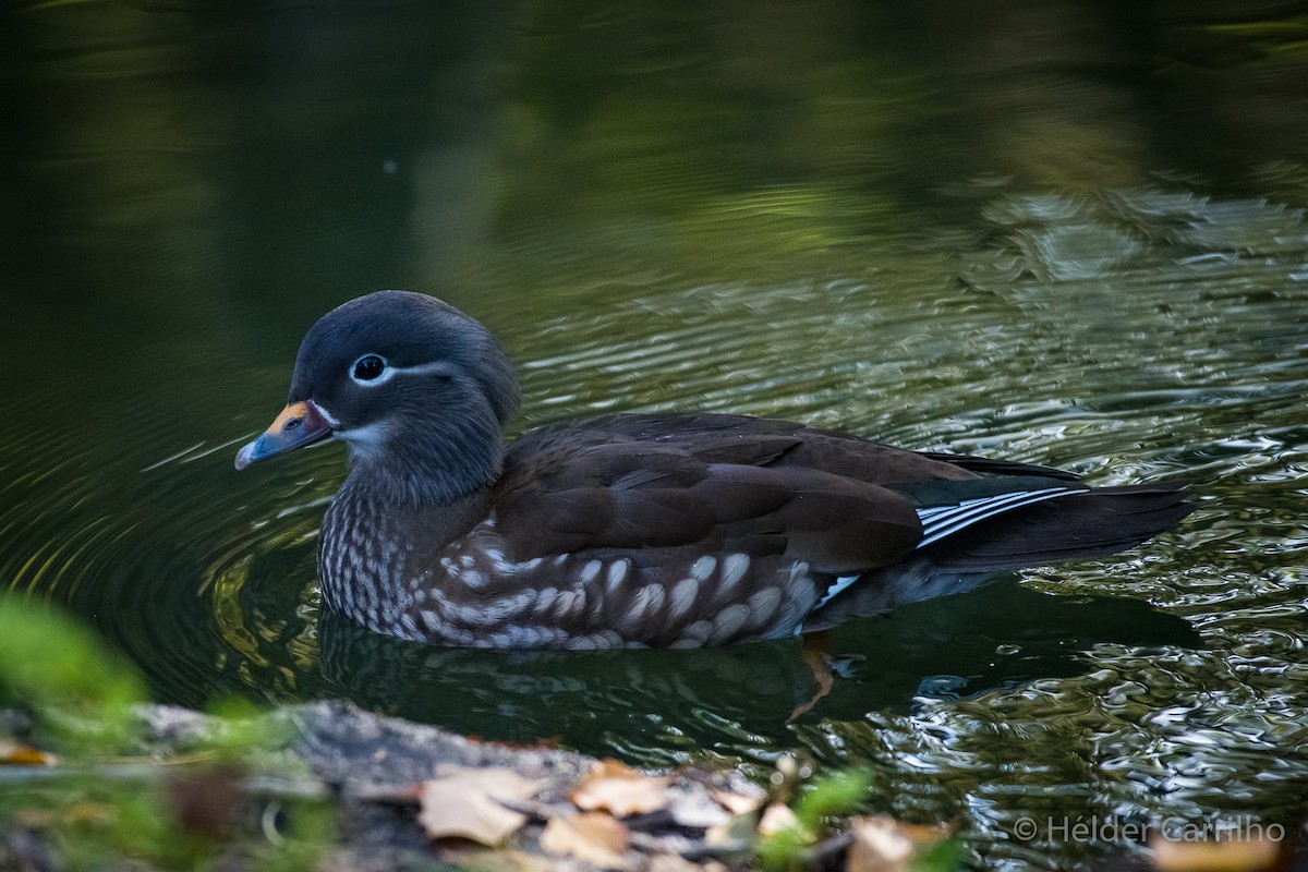 Мандаринка - ML645661377