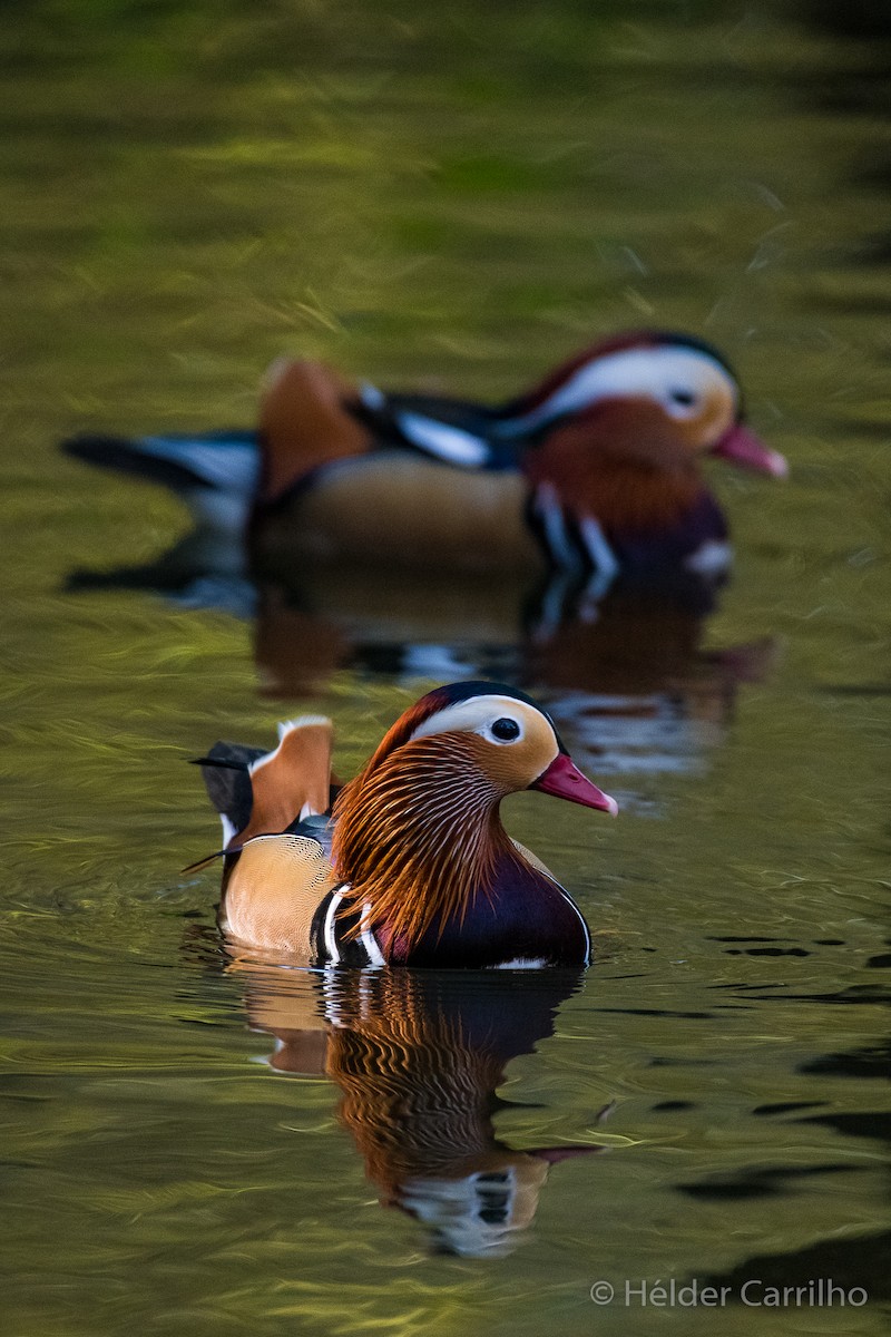 Мандаринка - ML645661378