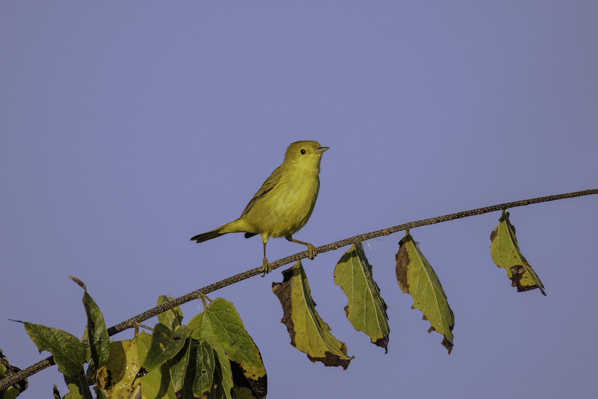 Northern Yellow Warbler - ML645661392