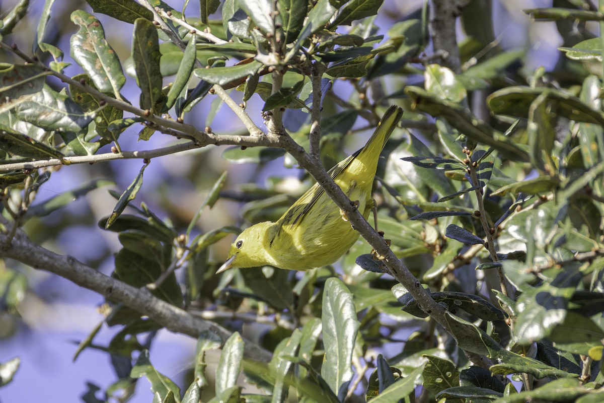 Northern Yellow Warbler - ML645661393