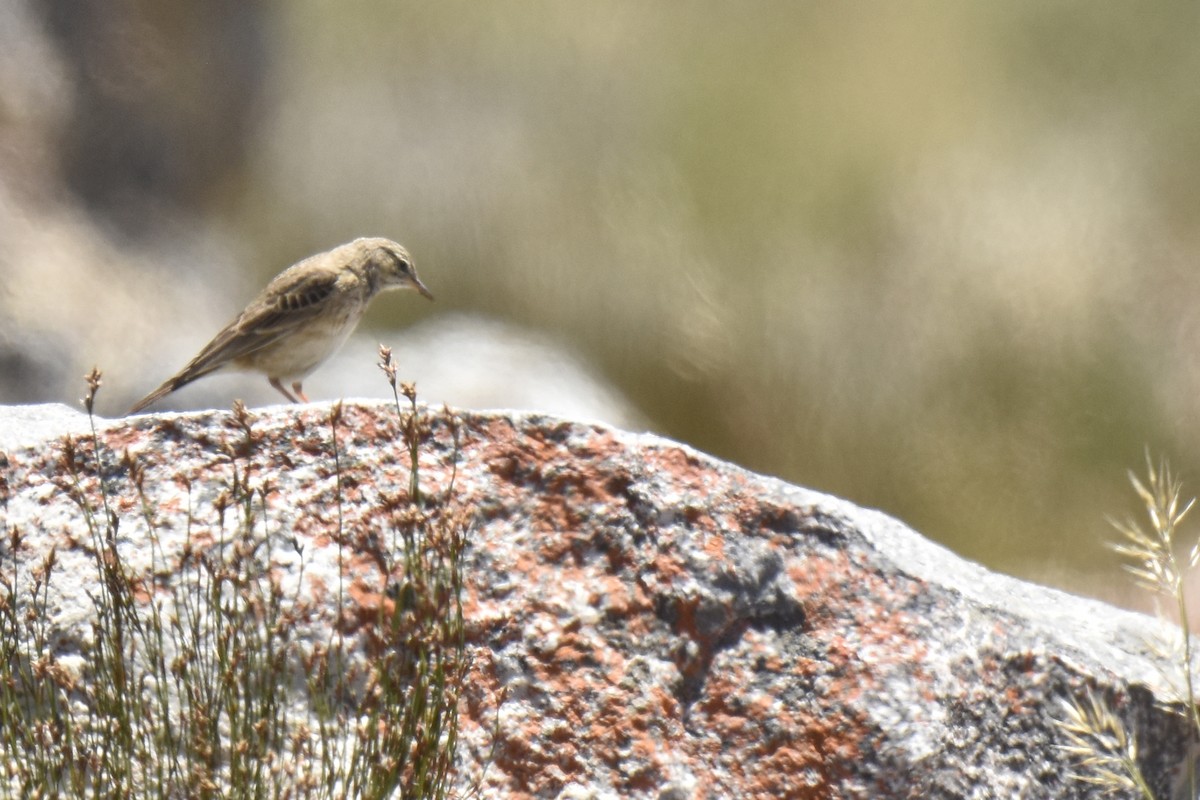 Nicholson's Pipit - ML645661397