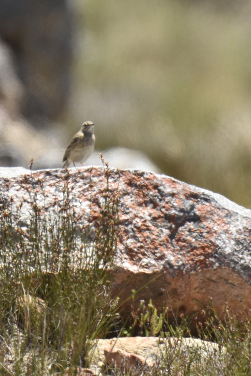 Nicholson's Pipit - ML645661398