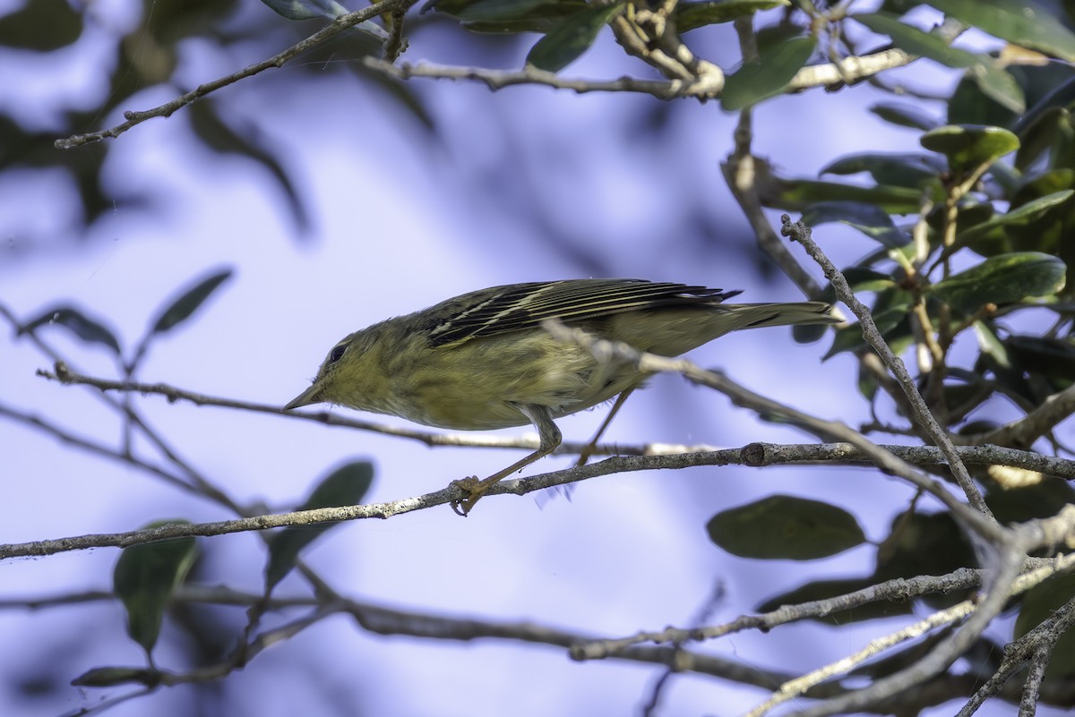 Blackpoll Warbler - ML645661401