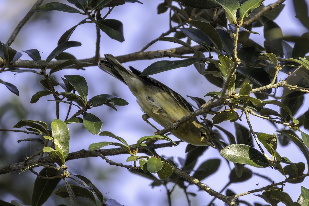 Blackpoll Warbler - ML645661402