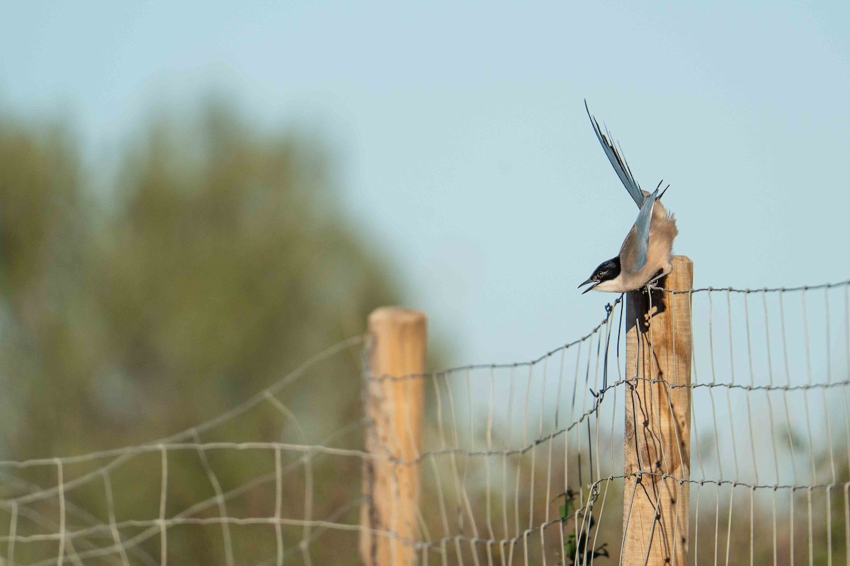 イベリアオナガ - ML645661417