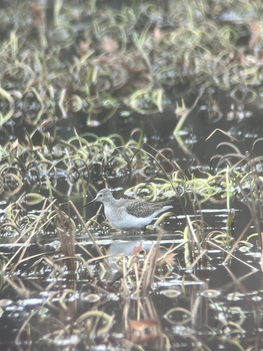 Solitary Sandpiper - ML645661424