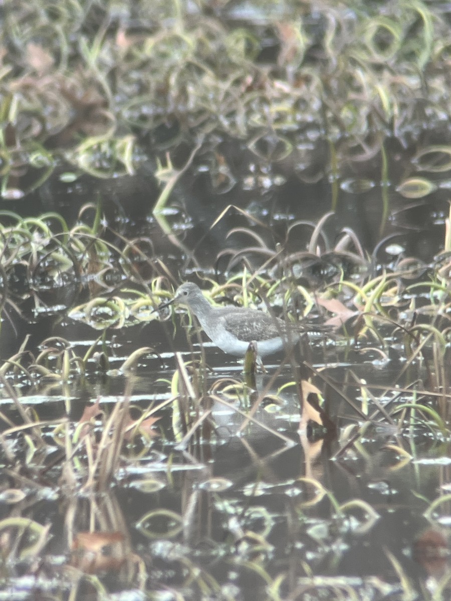 Solitary Sandpiper - ML645661426