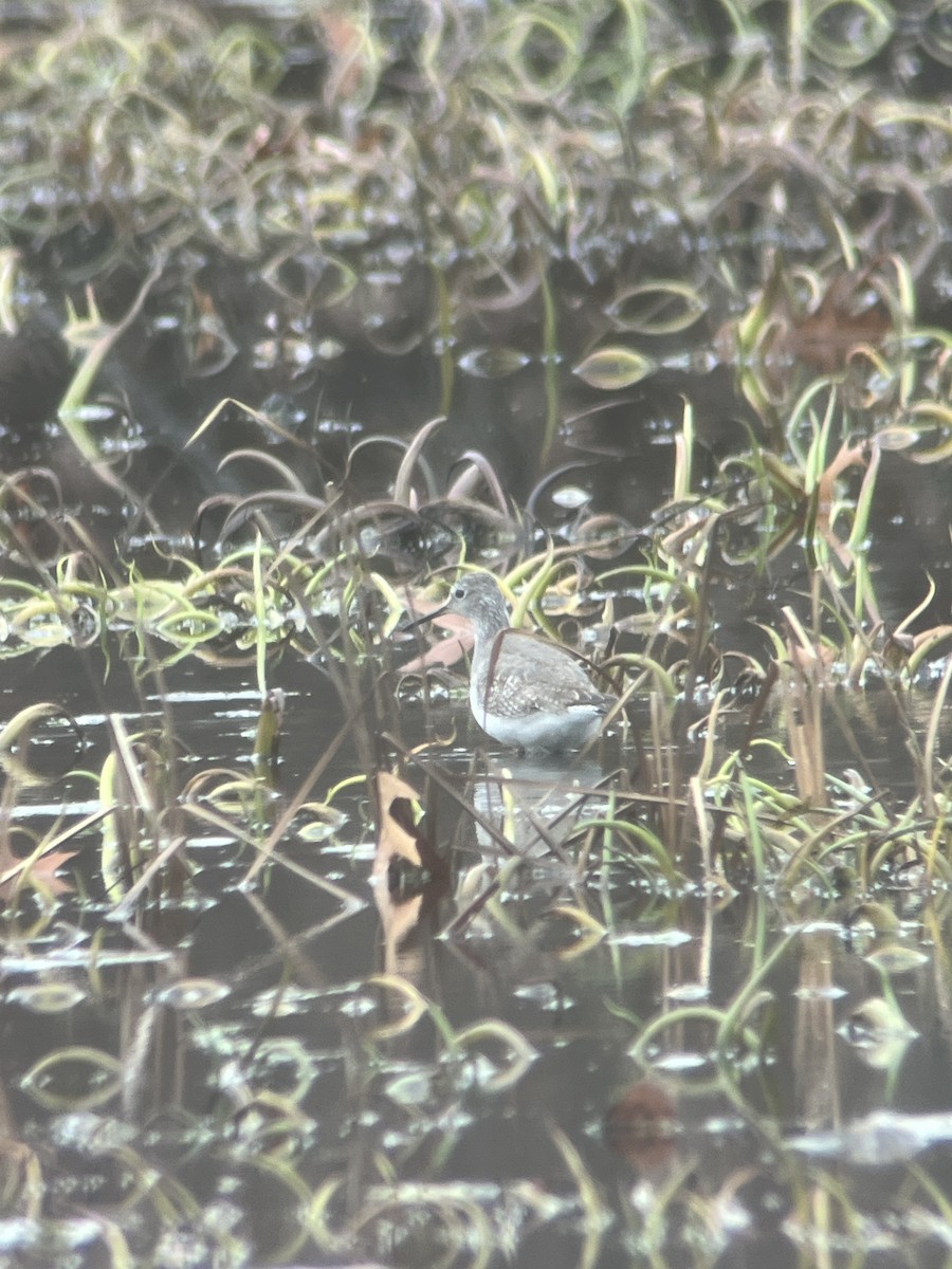 Solitary Sandpiper - ML645661427