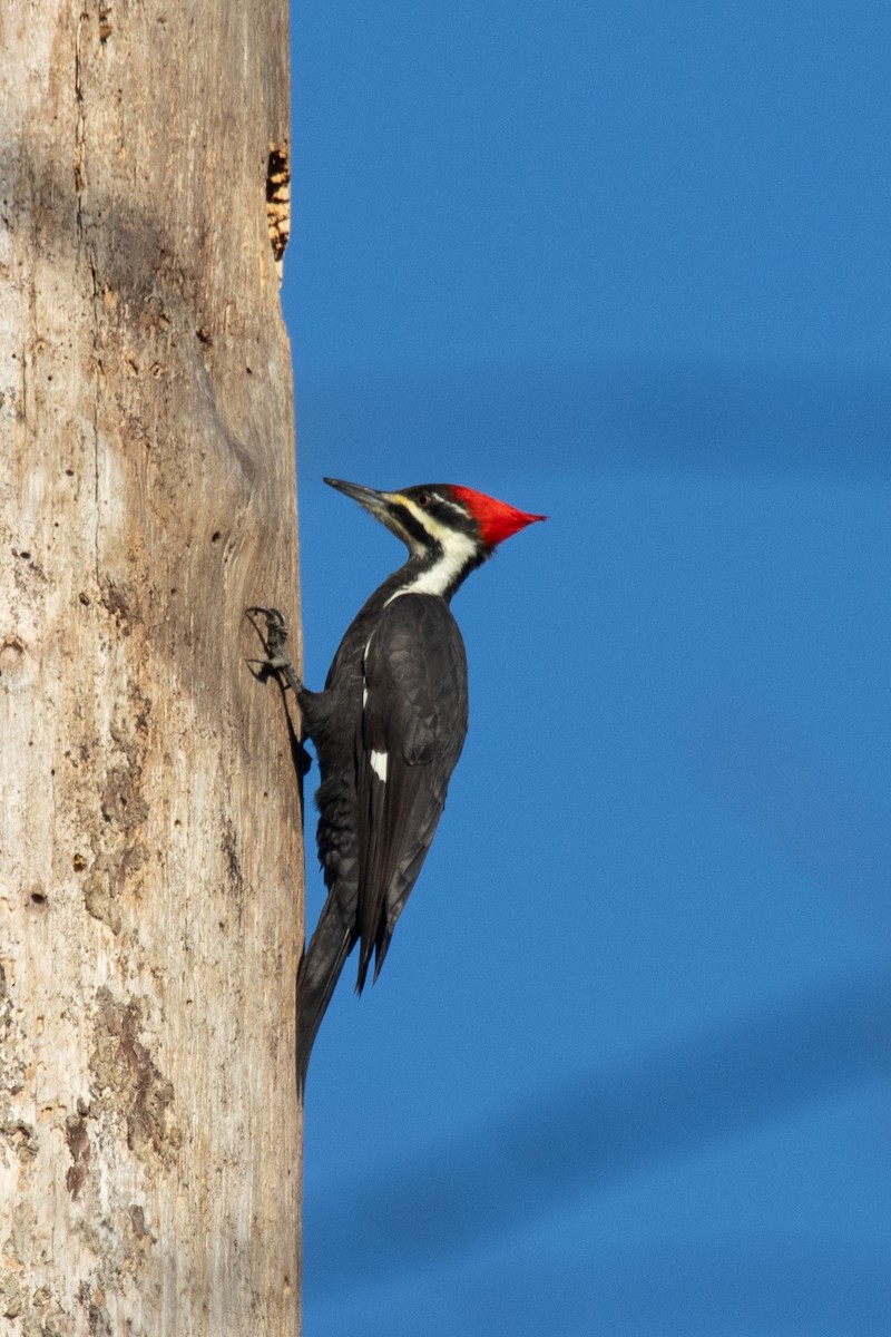Pileated Woodpecker - ML645661443