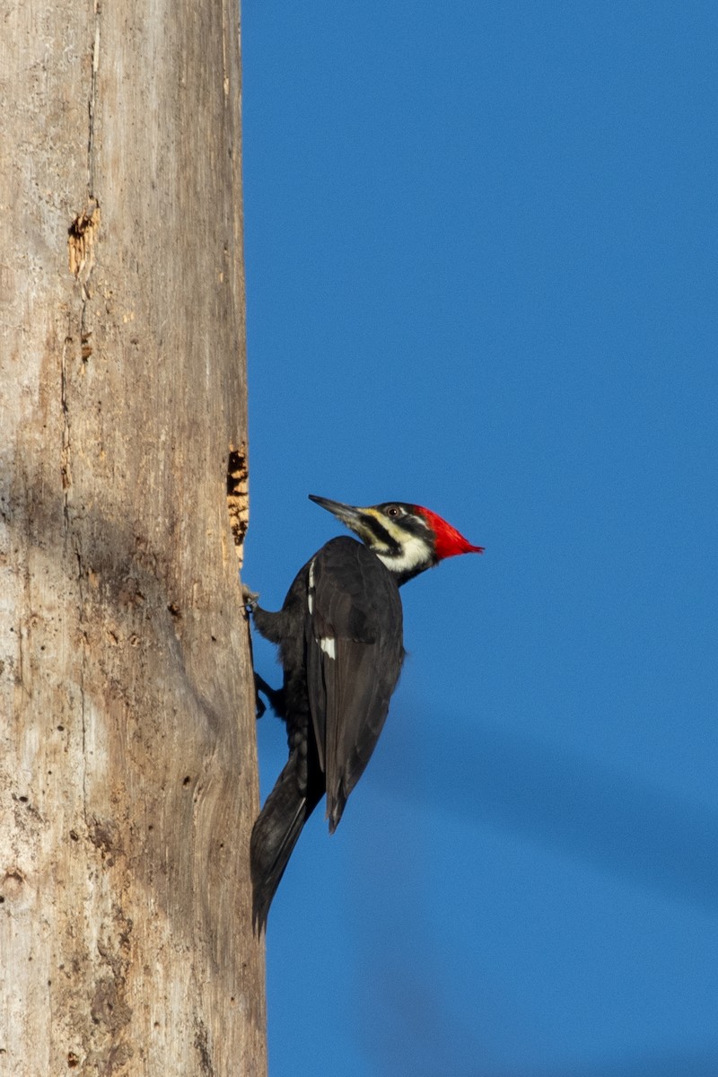 Pileated Woodpecker - ML645661444