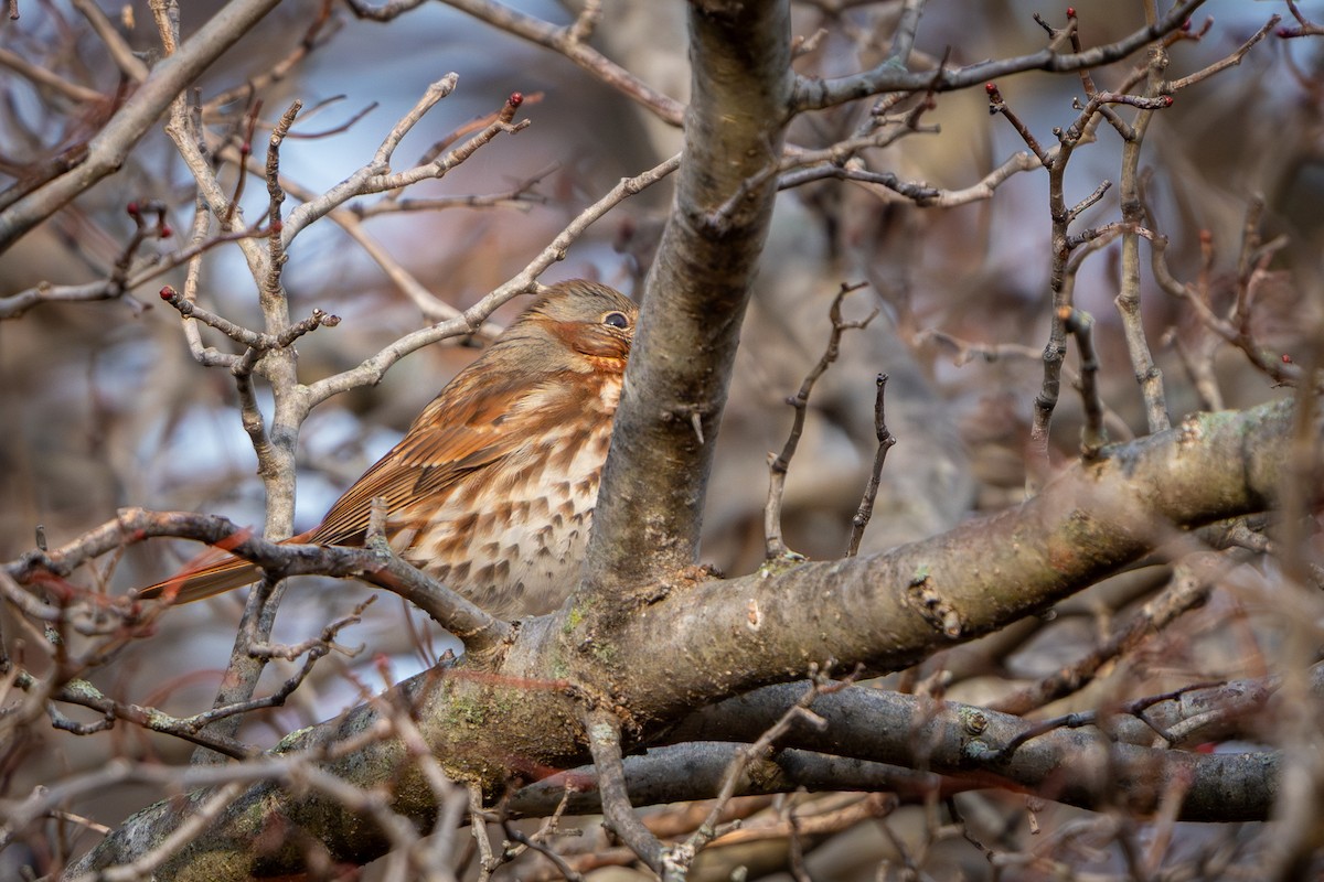 Пасовник рябогрудий - ML645661448
