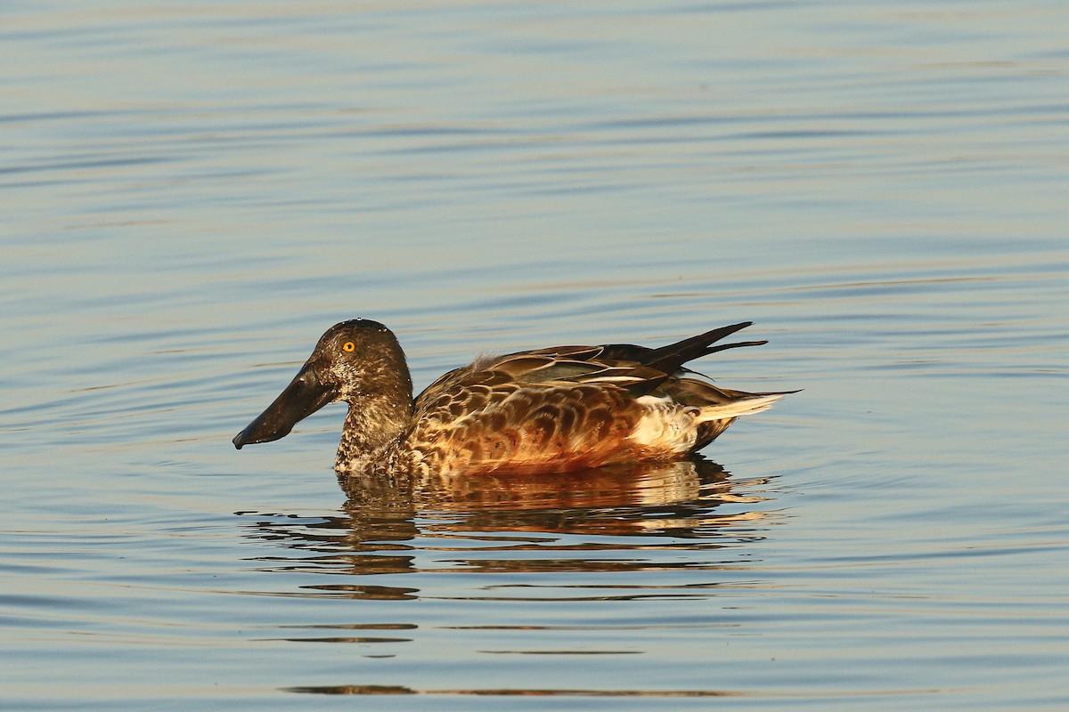 Широконіска північна - ML645661451