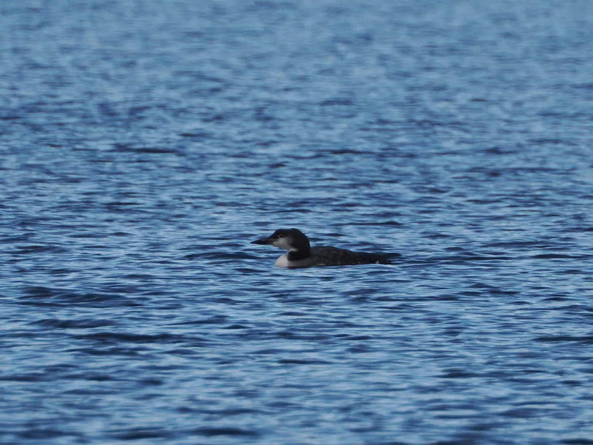 Гагара полярна - ML645661456