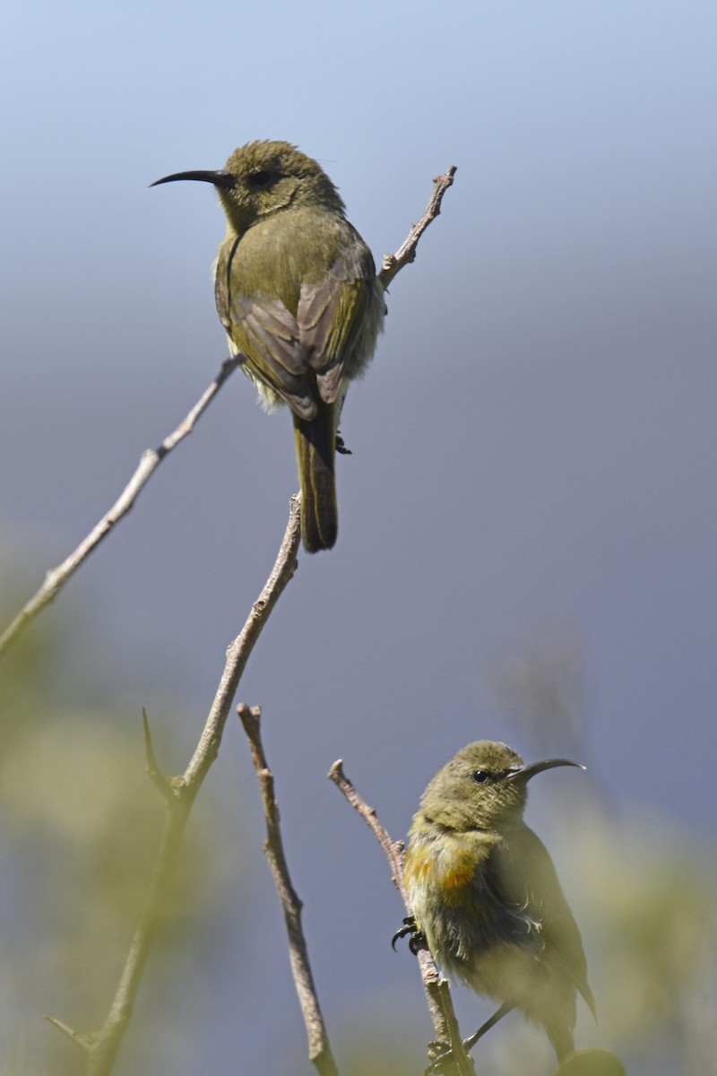 Нектарка капська - ML645661458