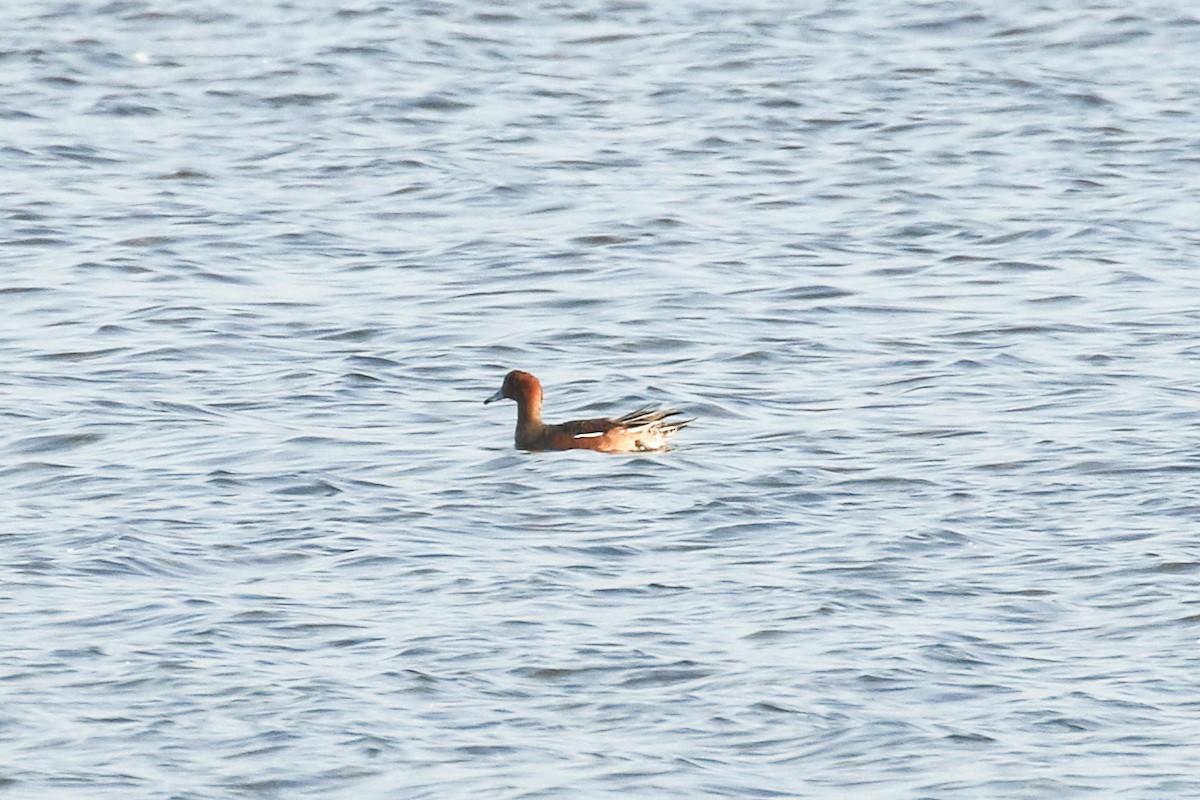 Свищ євразійський - ML645661460