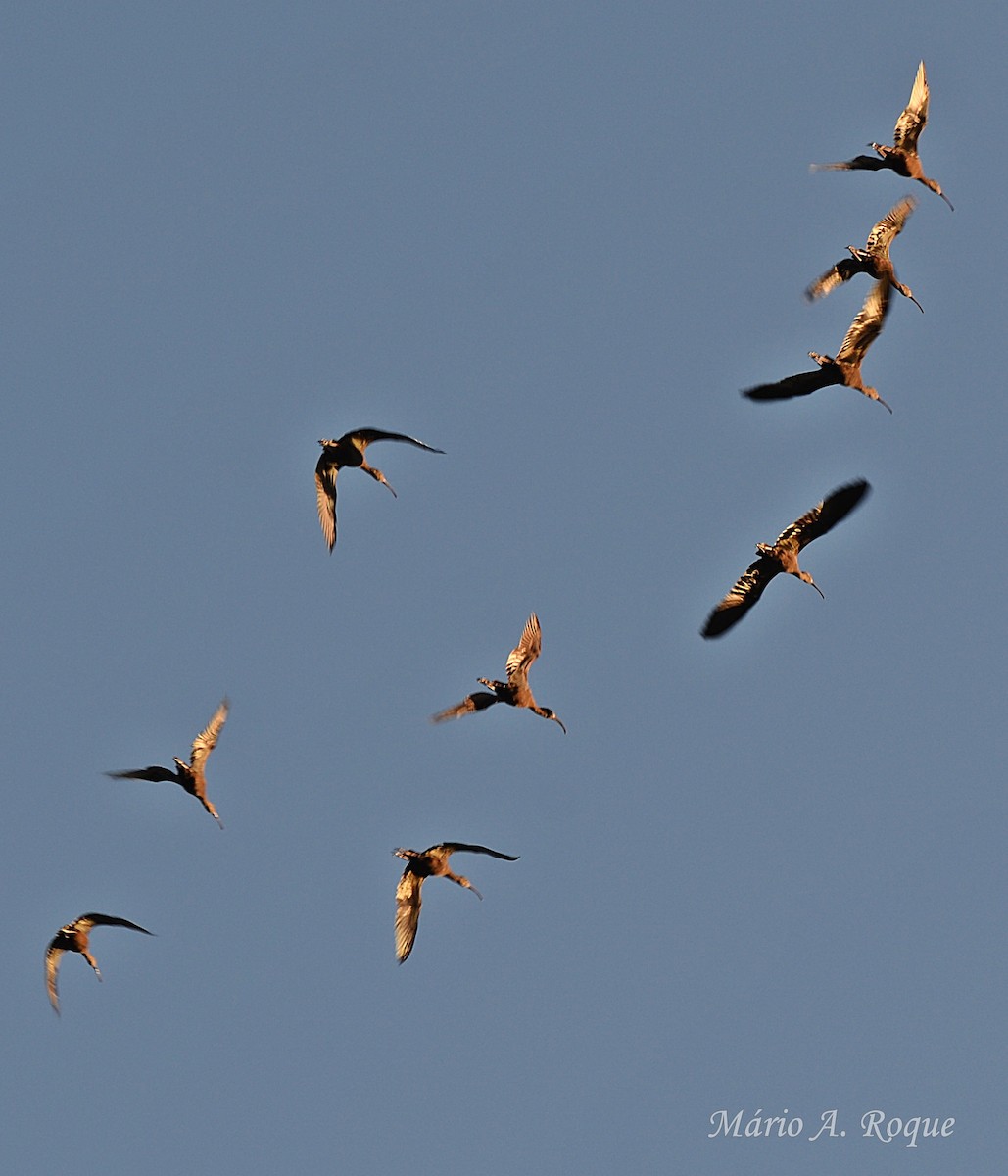 Коровайка бура - ML645661461