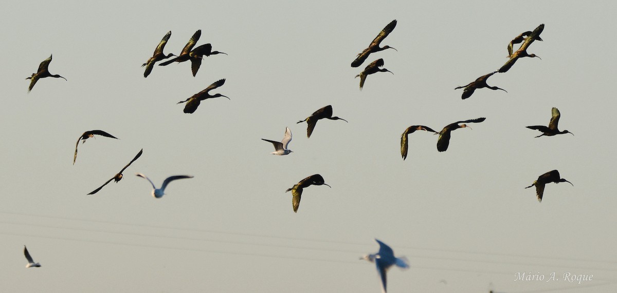 Коровайка бура - ML645661462