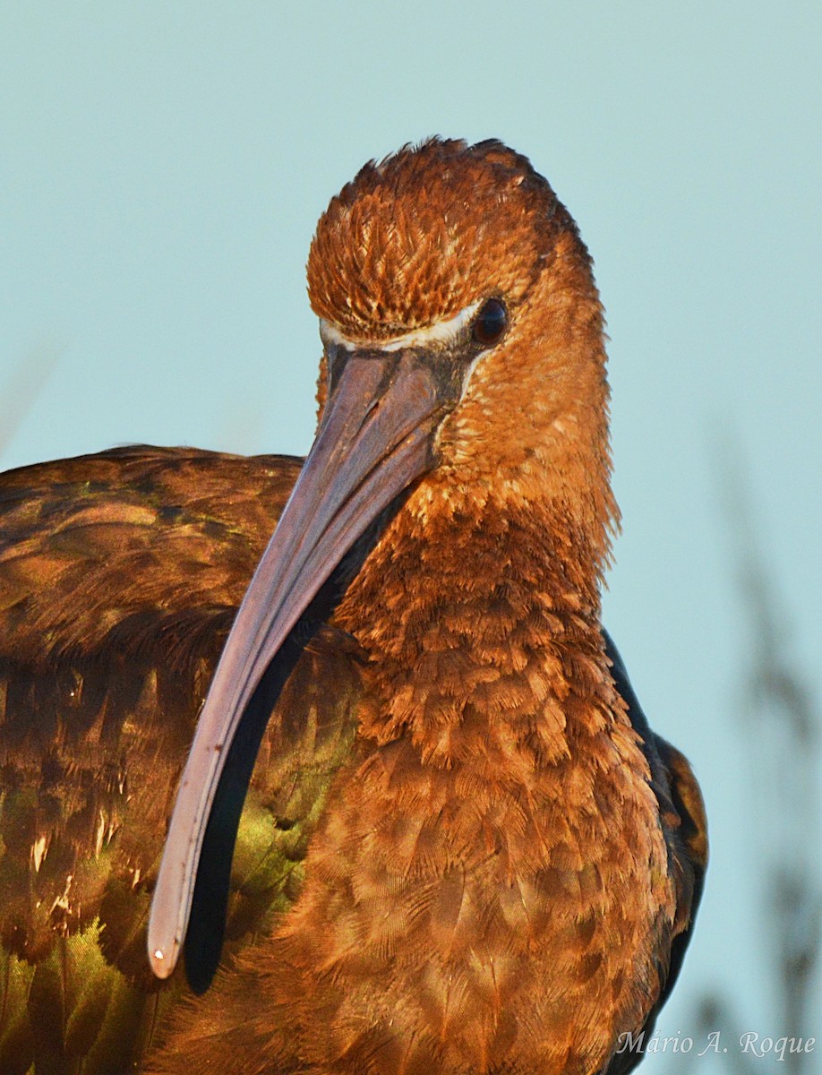 Коровайка бура - ML645661463