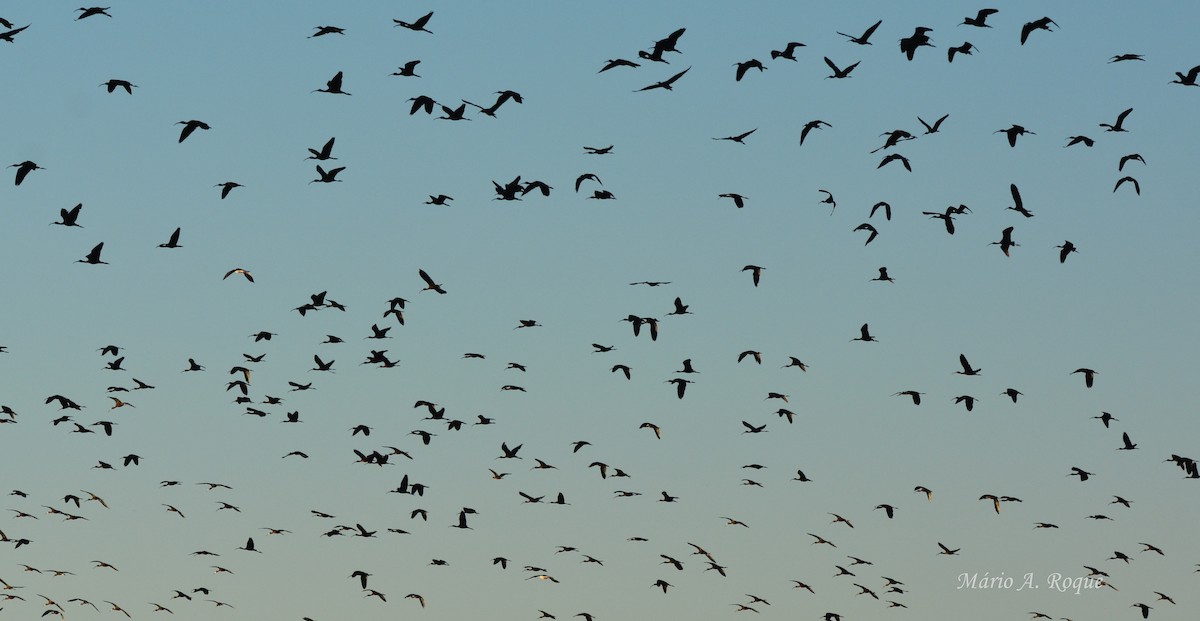 Коровайка бура - ML645661464