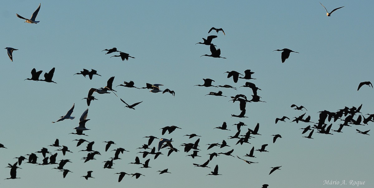 Коровайка бура - ML645661465