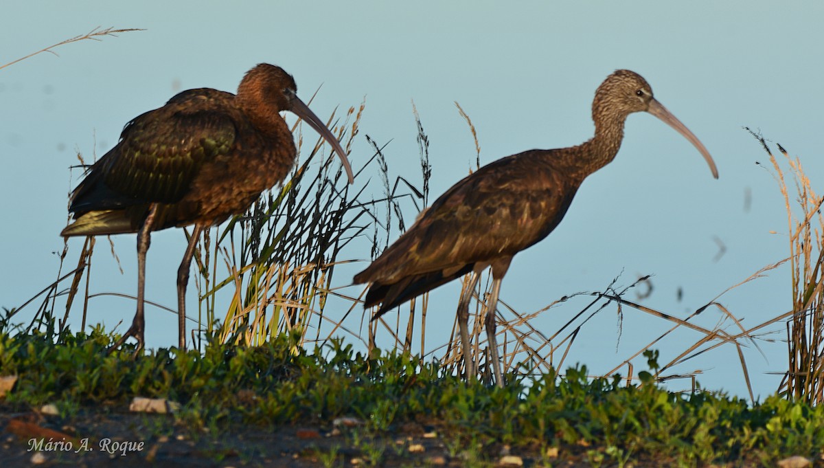 Коровайка бура - ML645661466