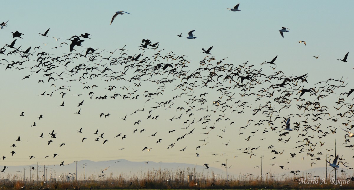 Коровайка бура - ML645661467