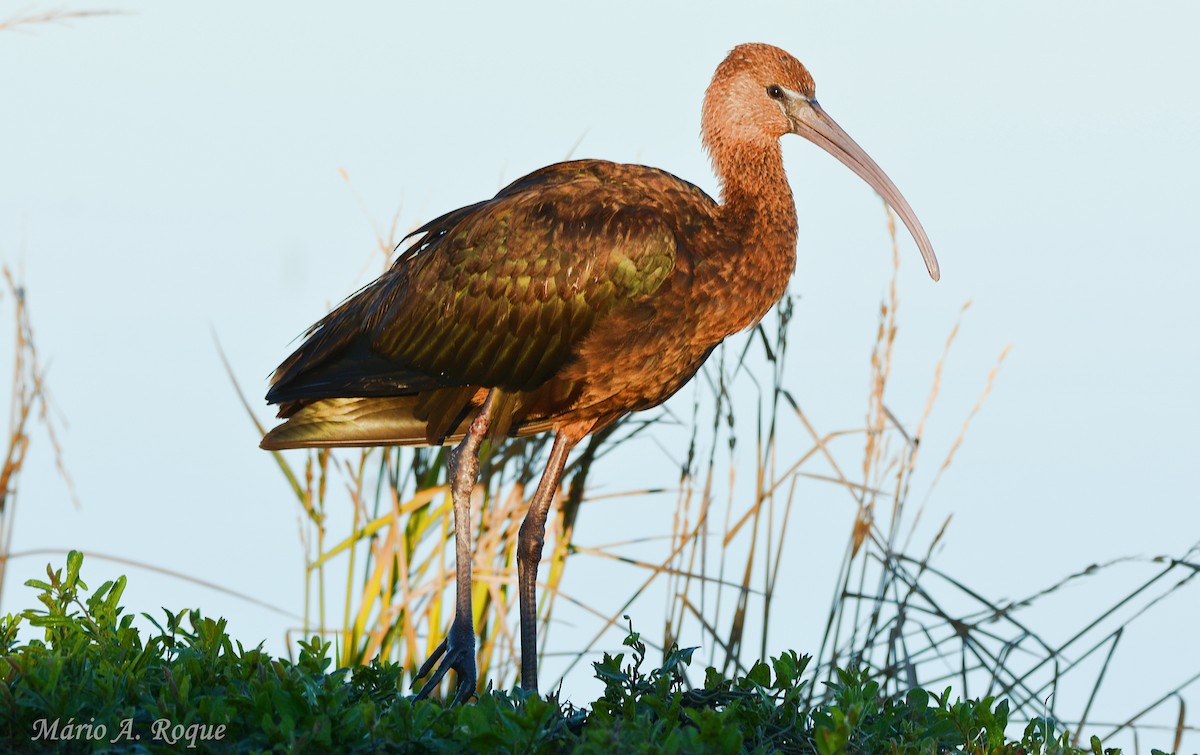 Коровайка бура - ML645661468