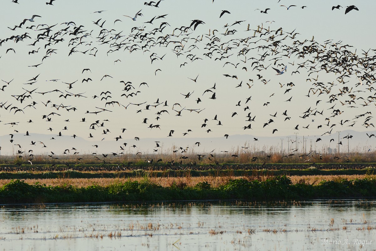 Коровайка бура - ML645661469