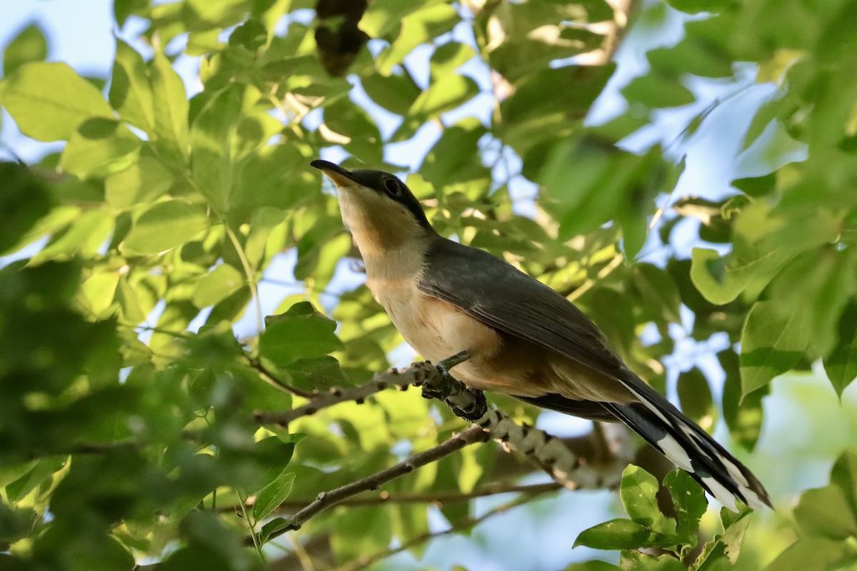 Mangrove Cuckoo - ML645661471
