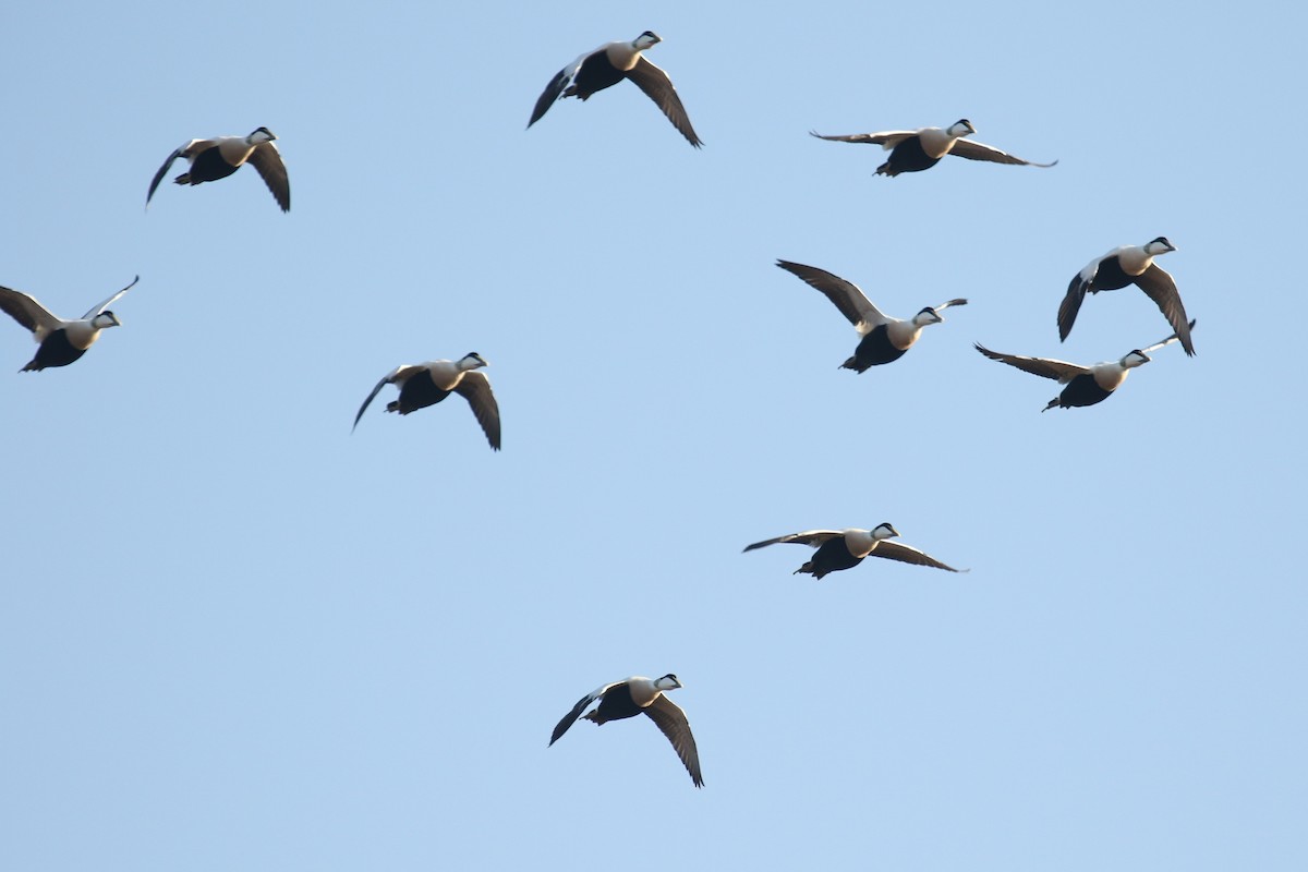 Пухівка зеленошия - ML645661476