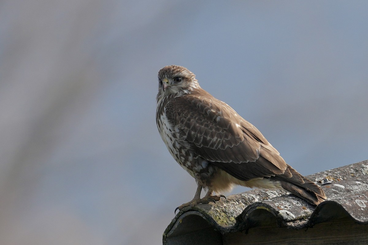 Канюк звичайний - ML645661477