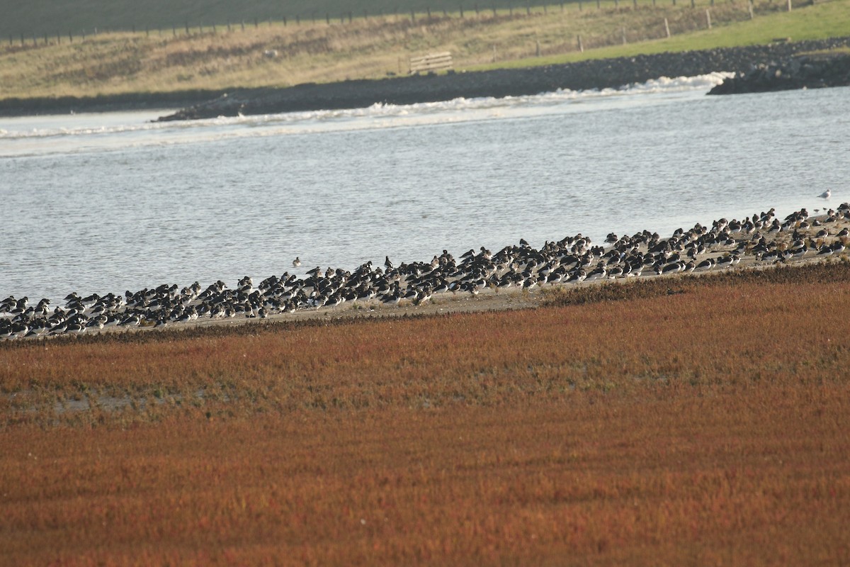 Кулик-сорока євразійський - ML645661478