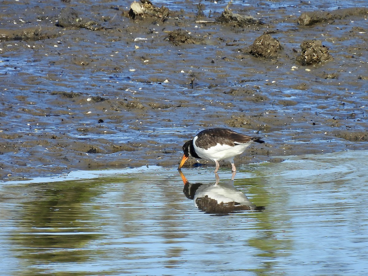 Кулик-сорока євразійський - ML645661479