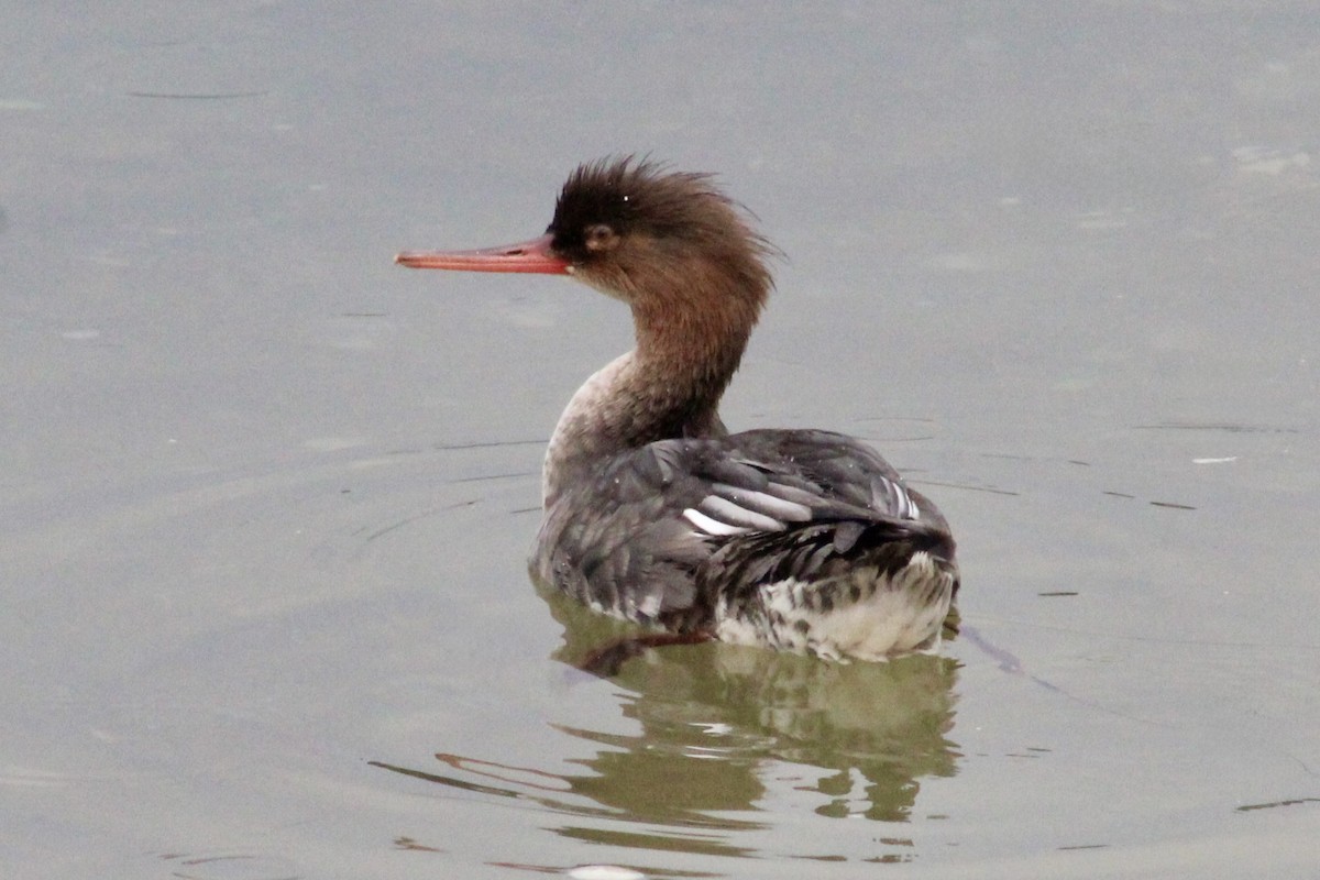 Крех середній - ML645661480
