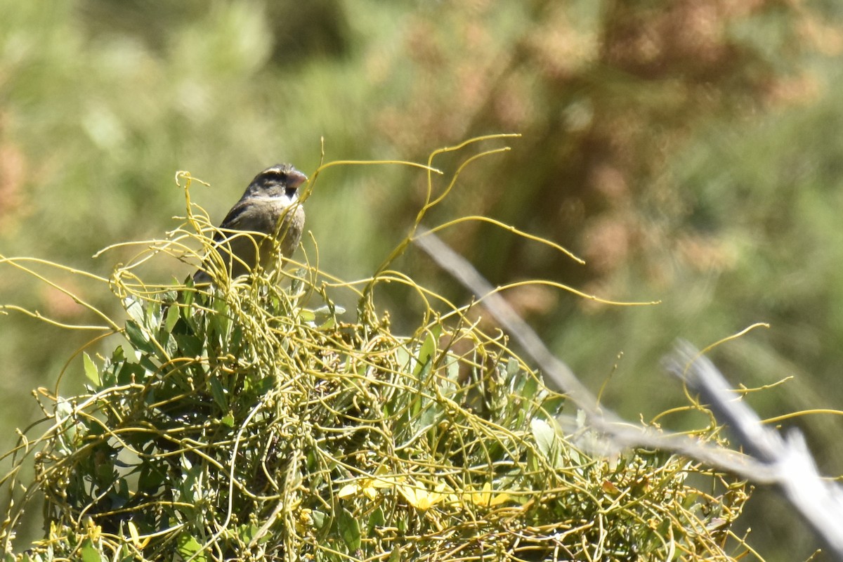 Щедрик світлокрилий - ML645661481