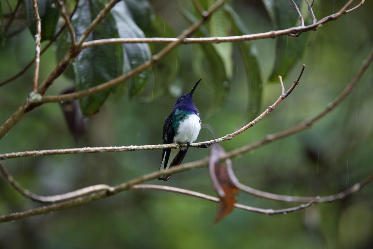 Колібрі-якобін синьоголовий - ML645661482