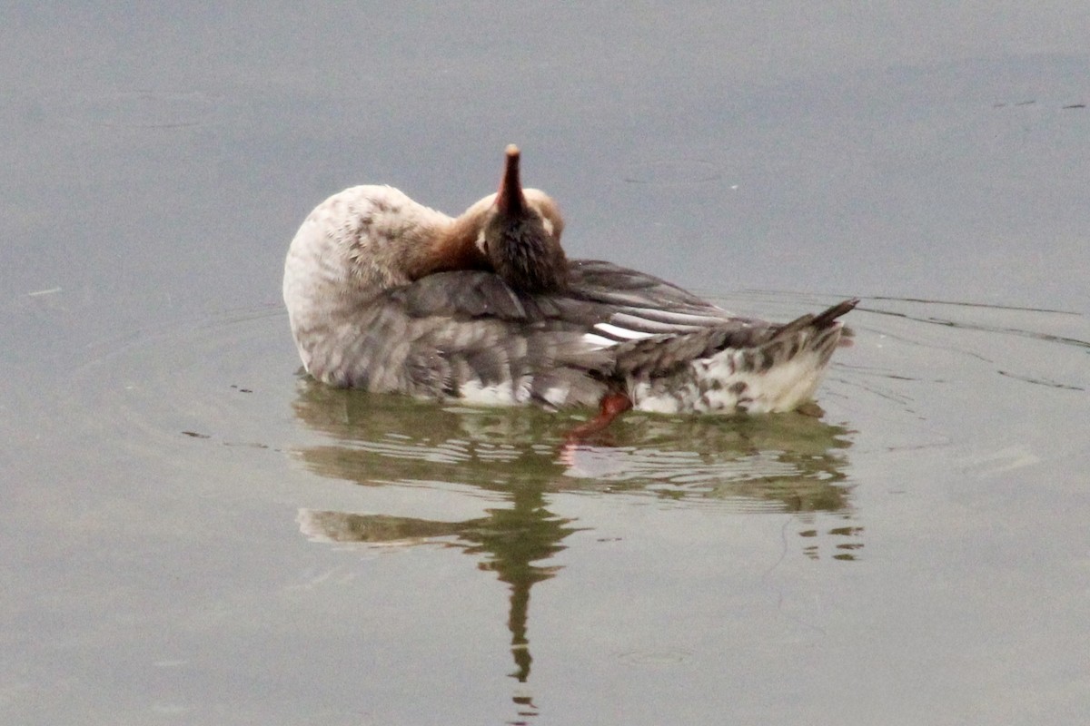 Крех середній - ML645661483