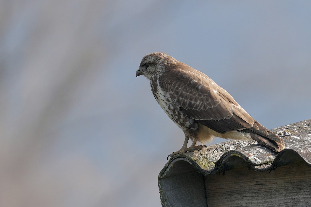 Канюк звичайний - ML645661484