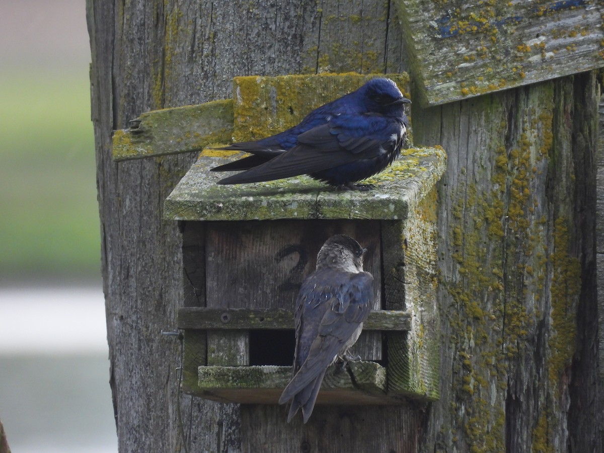 Щурик пурпуровий - ML645661485