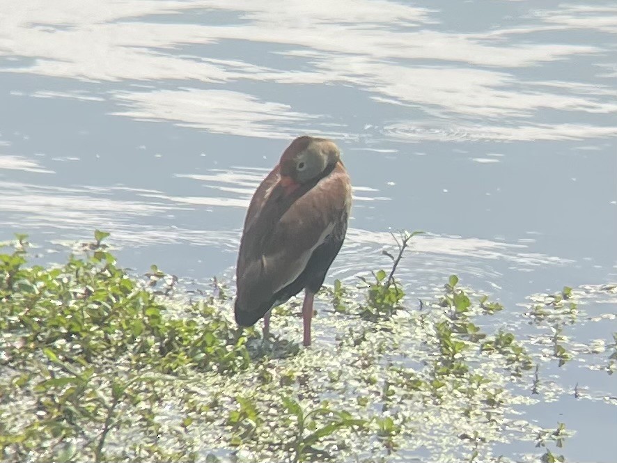 Свистач червонодзьобий - ML645661486