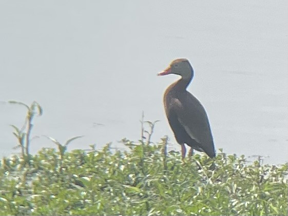 Свистач червонодзьобий - ML645661487