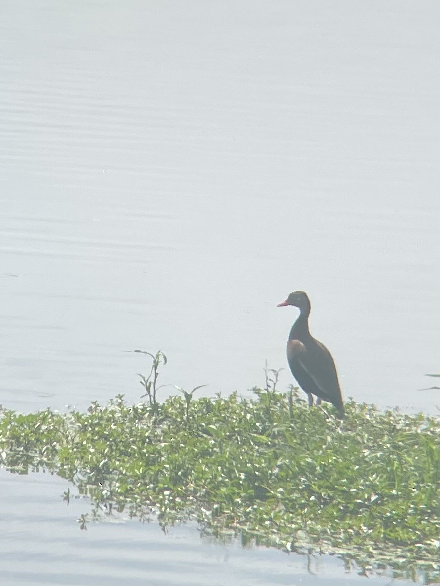 Свистач червонодзьобий - ML645661488