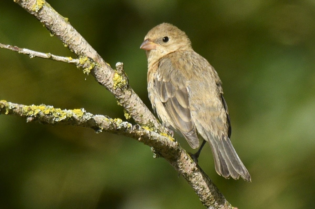 Lazuli Bunting - ML645661489
