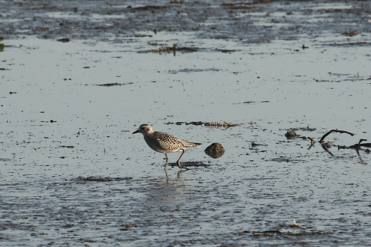 Сивка морська - ML645661497