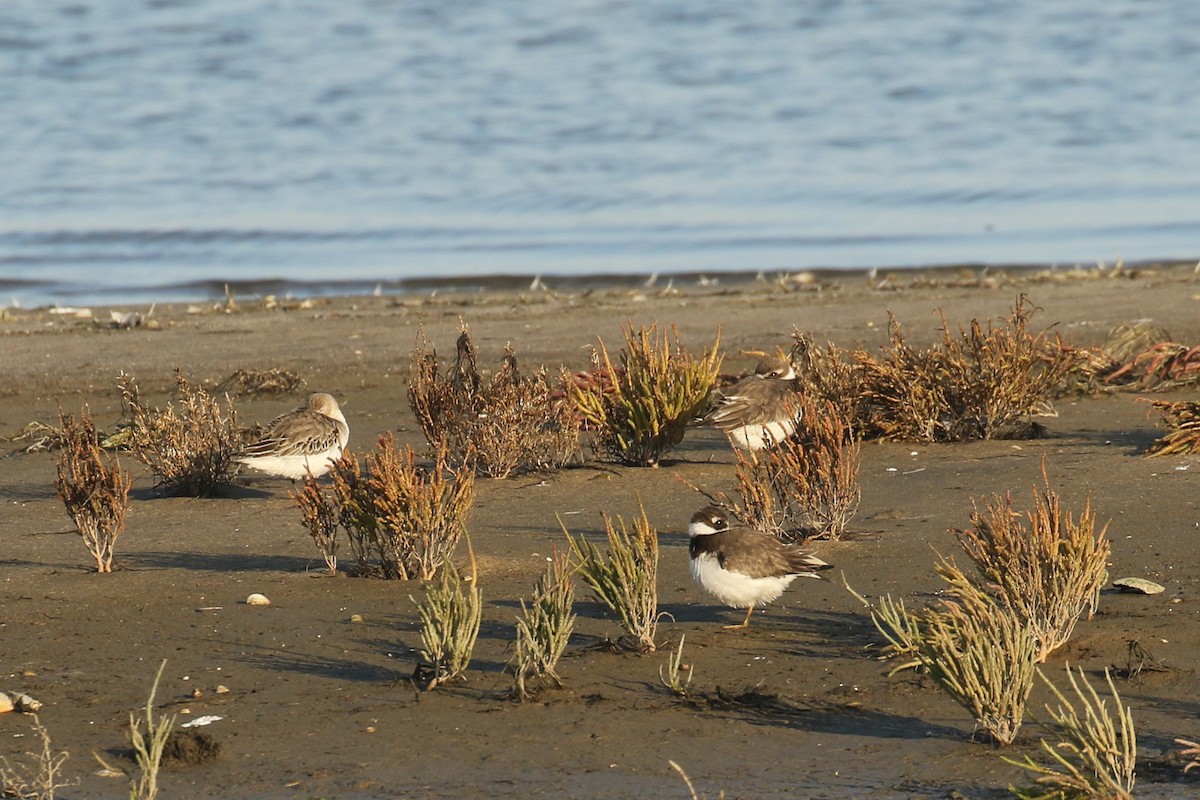 Пісочник великий - ML645661505