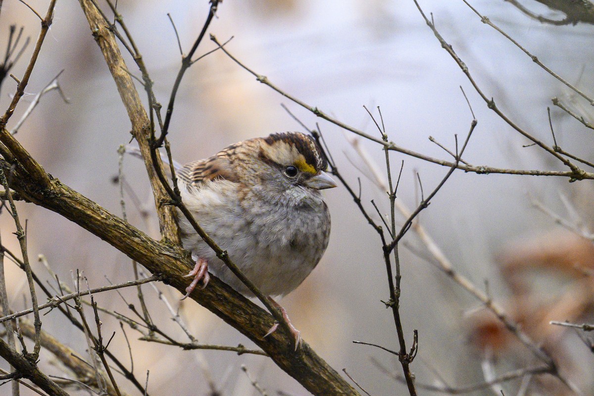White-throated Sparrow - ML645661506