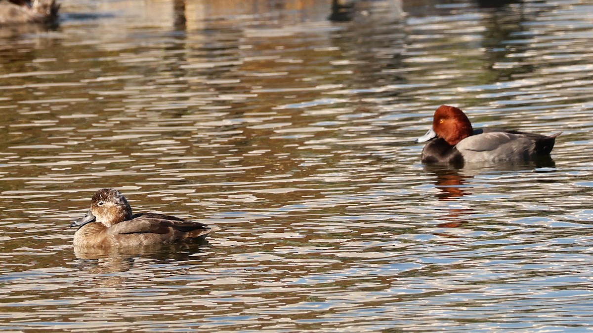 Redhead - ML645661507